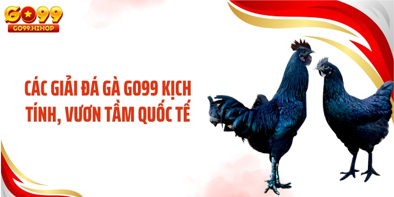 Các giải đá gà GO99 kịch tính, vươn tầm quốc tế