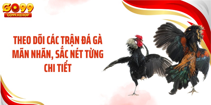 Theo dõi các trận đá gà mãn nhãn, sắc nét từng chi tiết